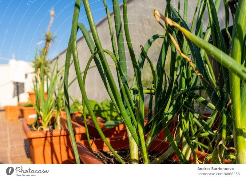 Blick auf einen städtischen Garten in Plastiktöpfen mit Schnittlauch und Knoblauch im Vordergrund. Selektiver Fokus Freizeit selbst anbauen Saison