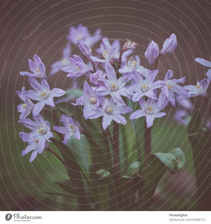 Frühlingsblüher Blumen Zwiebeln Blüte Pflanze Natur Farbfoto Garten Blühend Außenaufnahme grün Nahaufnahme weiß Menschenleer Schwache Tiefenschärfe