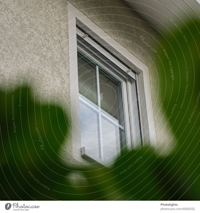 Fenster beobachten Haus Fassade Gebäude Busch grün gelb weiß Architektur Wand Mauer Farbfoto Außenaufnahme Menschenleer Sprossenfenster rätselhaft geheimnisvoll