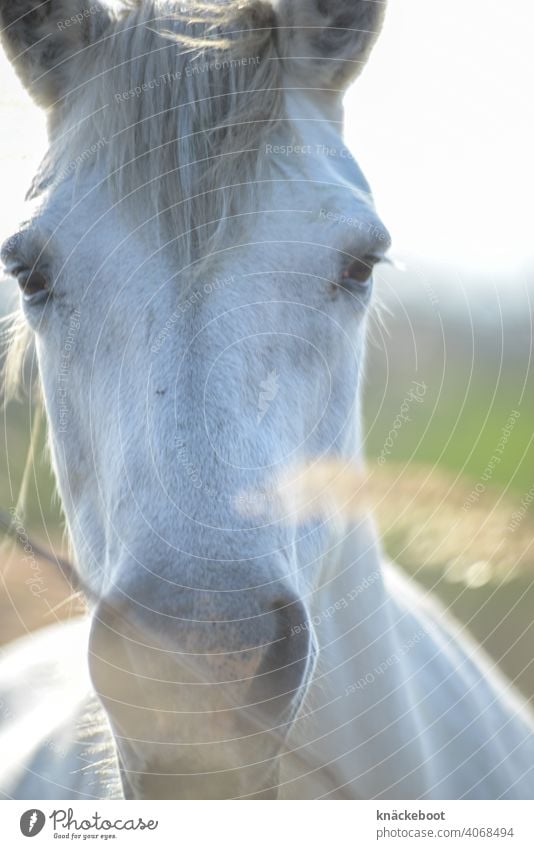 cheval de camargue Pferd Camargue Außenaufnahme Frankreich Südfrankreich Natur Farbfoto Tag Tier Umwelt Schilfrohr