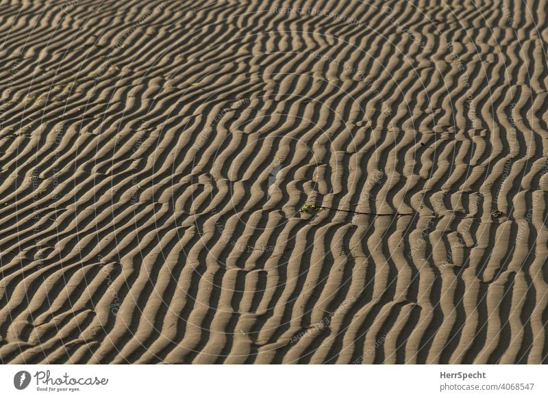 Wellenmuster im Sand Strand Spuren Ferien & Urlaub & Reisen Außenaufnahme Sandstrand Küste Watt Ebbe Hintergrundbild Muster Strukturen & Formen Lichteinfall