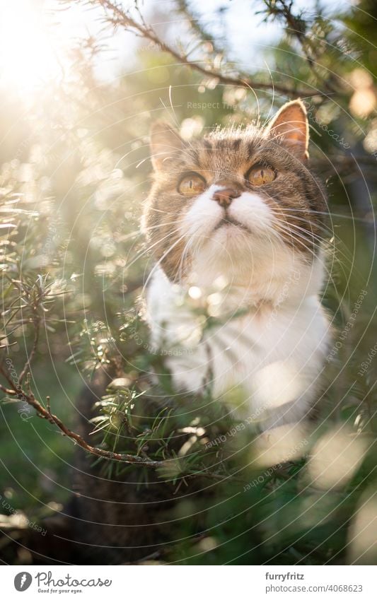 Katze sitzt inmitten von grünem Rosmarinbusch im Freien und schaut in den Himmel Natur sonnig Sonnenlicht Pflanzen Buchse aufschauend beobachtend versteckend