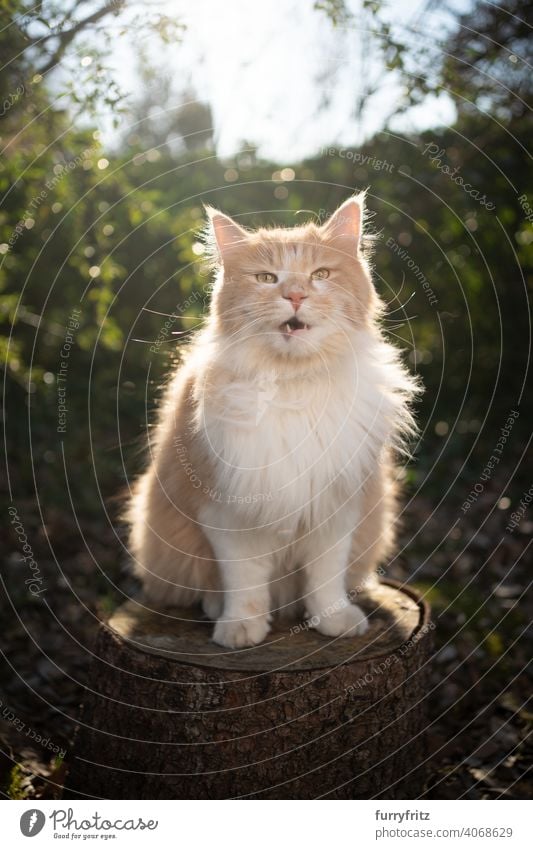 Langhaarige Katze sitzt auf Baumstumpf im Freien in sonniger Natur Sonnenlicht Pflanzen Baumruine Garten Vorder- oder Hinterhof grün in die Kamera schauen