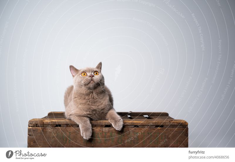 neugierig Britisch-Kurzhaar-Kätzchen auf Holzkiste Blick auf Kopie Raum Katze Haustiere Rassekatze britische Kurzhaarkatze fluffig Fell katzenhaft Katzenbaby