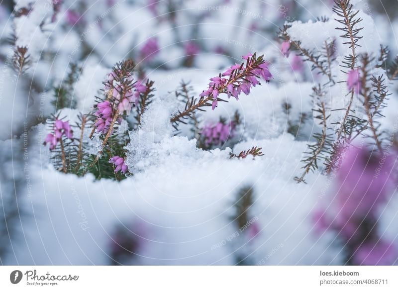 Frühling trifft Winter, Frühlingsheide mit Neuschnee bedeckt, Österreich Blüte Schnee Heide Schlacht erica Frost purpur Blume Saison Kristalle Erica Carnea Eis