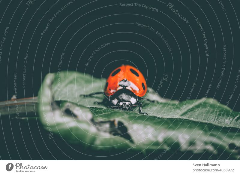 kleiner Marienkäfer auf einem Blatt Blumen und Pflanzen Frühling herbst Fahne Insekt Makro Natur Sommer Käfer Tier grün Makroaufnahme Glück rot Farbfoto