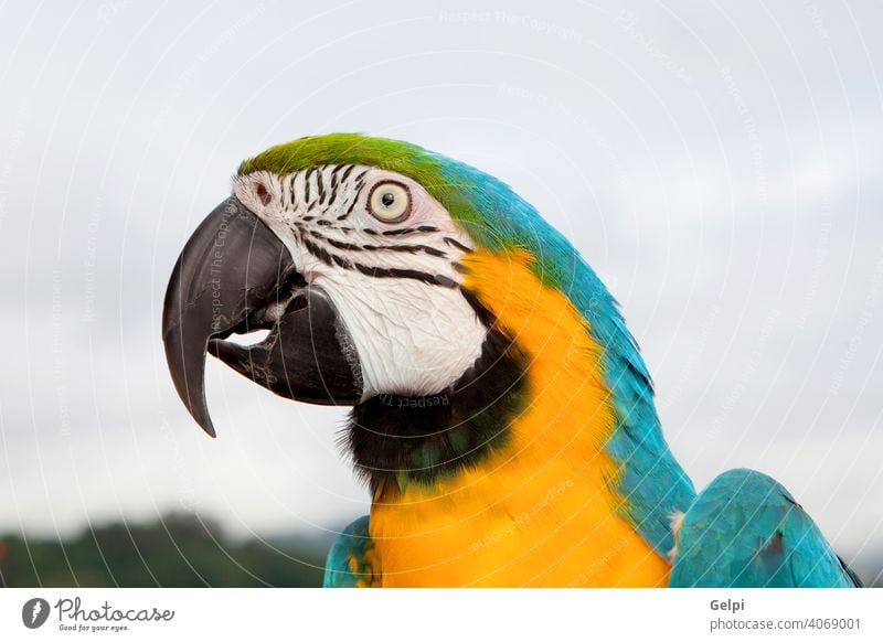 Blauer und gelber Papagei Ara Vogel Haustier Schnabel blau Tier farbenfroh Tierwelt schön vereinzelt wild tropisch Natur niedlich eine grün Federn natürlich