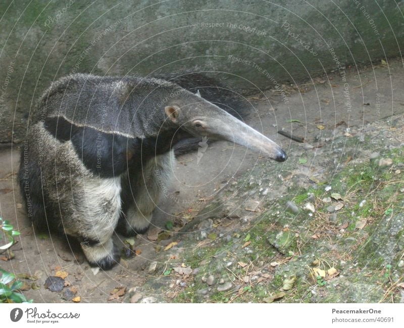 Ameisenbär Ameisenbären Tier Rüssel Bär Natur