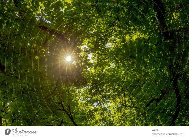 Sonnenstrahlen fallen durch ein Dach aus grünen Kastanienblättern Niederlassungen Textfreiraum Wald heiß lassen Natur niemand geschützt strahlend Landschaft