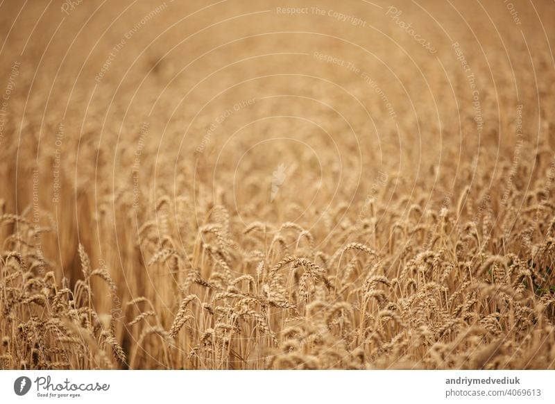 Ländliche Szenerie. Hintergrund der reifenden Ohren von Weizen Feld und Sonnenlicht. Feldfrüchte. Selektiver Fokus. Feldlandschaft. bereit Ernte Mais golden