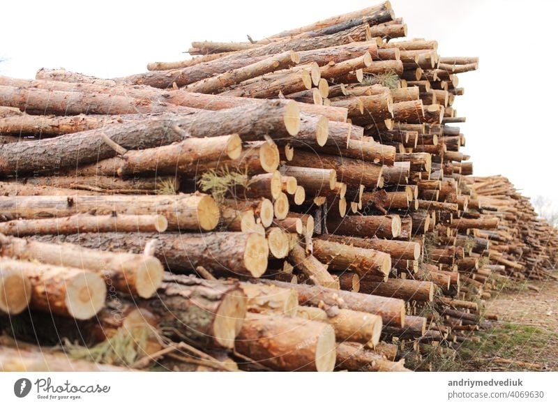 Seitenansicht von Nutzholz, Kiefernstämme nach Kahlschlag. unkontrollierte Abholzung. selektive Fokussierung. Baum Entwaldung Wald Baumstämme geschnitten