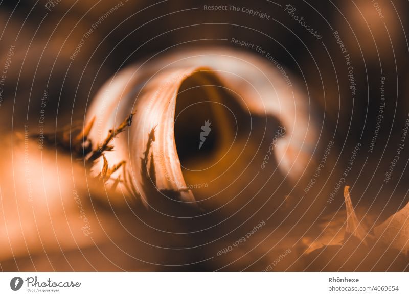 leeres Schneckenhaus in Blätterwald Natur Außenaufnahme Makroaufnahme Nahaufnahme Detailaufnahme Schwache Tiefenschärfe Menschenleer Farbfoto braun Unschärfe