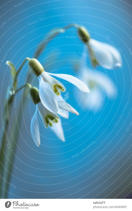 Schneeglöckchen Winter Blume Pflanze Frühling Makroaufnahme Blüte Nahaufnahme weiß Blauer Hintergrund Schwache Tiefenschärfe Frühlingsblume natürlich