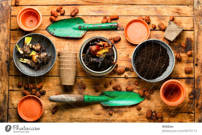 Gartenarbeit und Bepflanzung Pflanze Keimling Frühling Boden Samen Topf Ackerbau Schmutz Natur wachsend Werkzeug Saison Blume schaufeln Wachstum Tisch