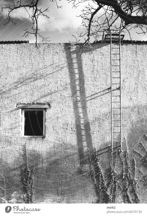 Leitermotiv Feuerleiter Haus Wand Mauer Fassade Fenster Ruine einfach eckig alt hoch Verfall Vergangenheit Zahn der Zeit Unbewohnt Vergänglichkeit verfallen