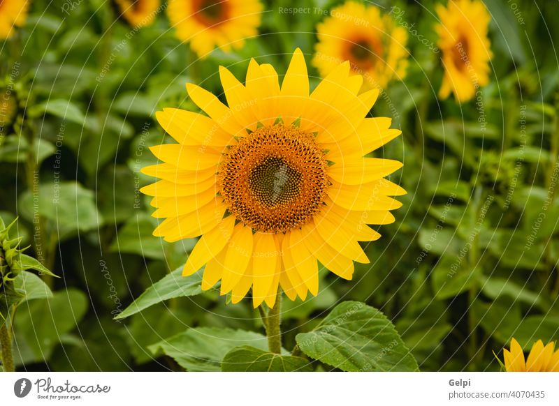 Hübsche gelbe Sonnenblumen Sommer Natur Blume Blüte geblümt Flora Feld grün Ackerbau schön Hintergrund Schönheit Pflanze Überstrahlung Nahaufnahme hell Pollen