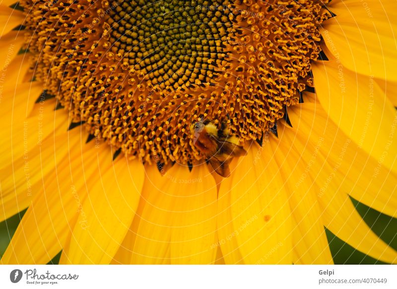 Hübsche gelbe Sonnenblumen Sommer Natur Blume Blüte geblümt Flora Feld grün Ackerbau schön Hintergrund Schönheit Pflanze Überstrahlung Nahaufnahme hell Pollen