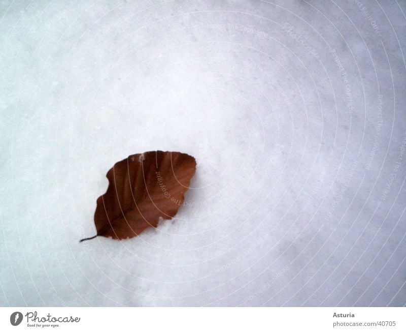 snow leaf Blatt Winter weiß kalt rein Schnee hell Schneedecke Vor hellem Hintergrund Freisteller Textfreiraum oben Textfreiraum rechts einzeln 1