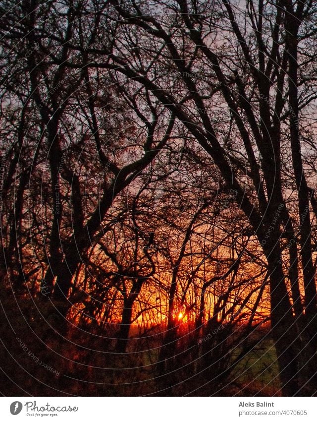 Sonnenaufgang  durch Geäst Bäume morgens Morgenstimmung Natur Menschenleer Sonnenlicht Außenaufnahme Farbfoto Landschaft