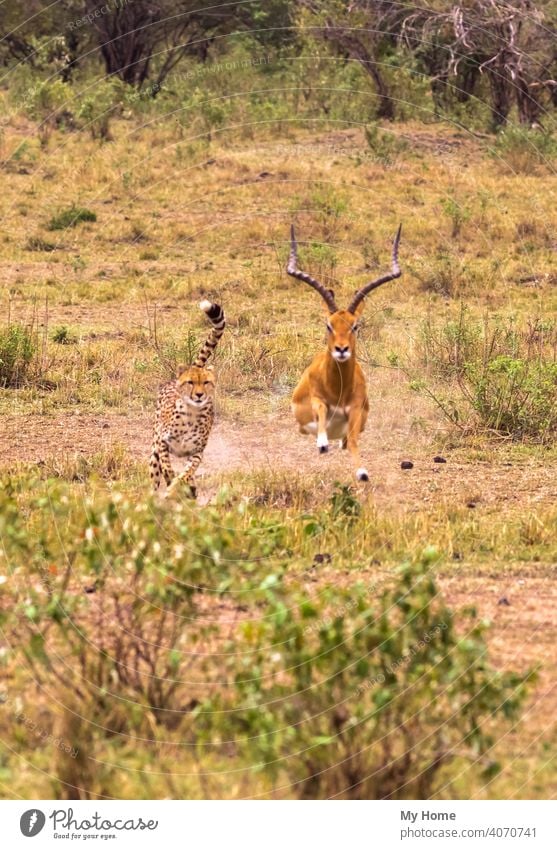 Fotoserie: Gepard auf der Jagd nach großem Impala. Masai Mara, Kenia Afrika Afrikanisch Tier Tiere Antilopen Biest Bestien schön braun Fleischfresser Katze