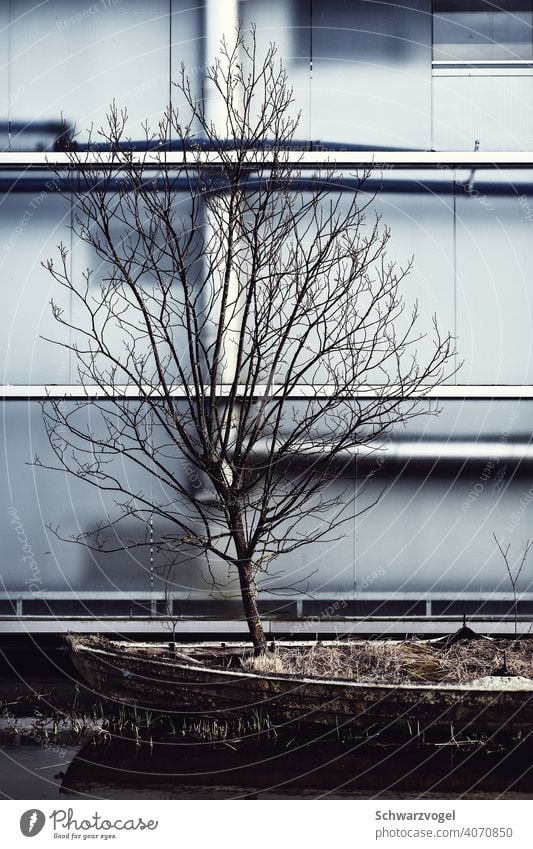 Baum wächst in einem Boot vor einer Fassade Ruderboot Winter Einsamkeit wachsen Leben Widerstandskraft widersetzen poetisch unwirtlich entfalten Chance