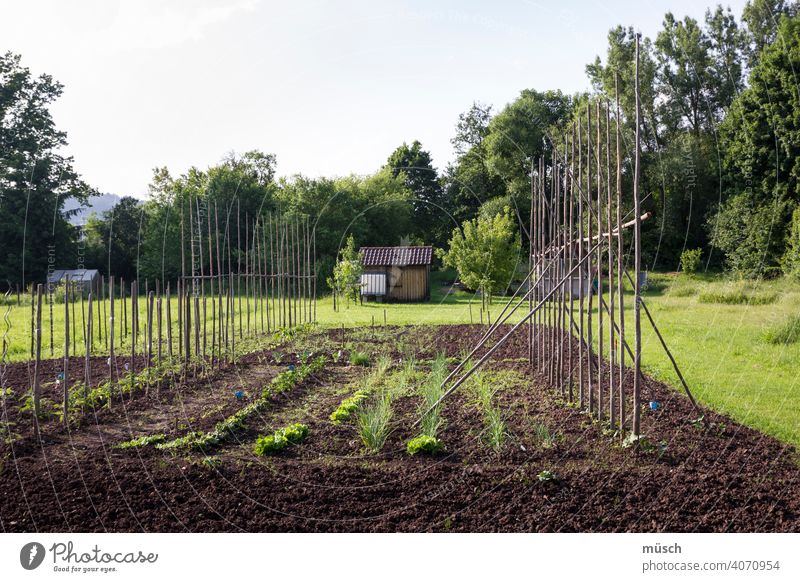 Meine kleine Farm Feld Acker Ertrag Natur Bio Schrebergarten Erde Anbau Arbeit Gemüse Bohnen Ernte Stangen Wengert Garten Landwirtschaft Haus Eigenes Gras Bäume