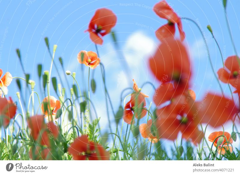 Mohnblumen vor blauem Himmel Mohnblumenfeld Natur Blume rot Blüte Außenaufnahme Wiese Menschenleer Landschaft Frühling Sonnenlicht Wildpflanze schön