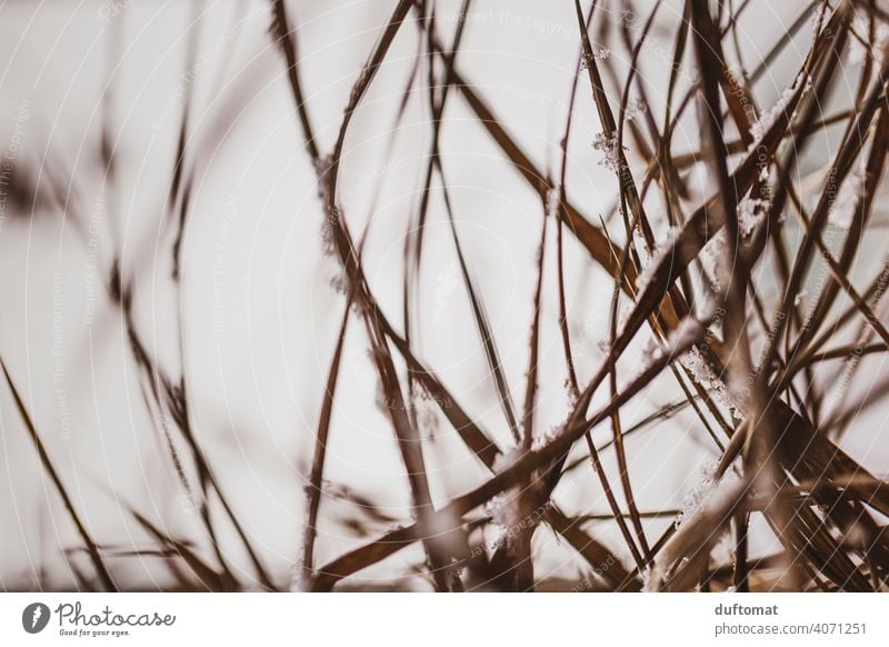 Makroaufnahme von braunem Gras im Winter kalt Schnee Natur natürlich Frost Eis gefroren frieren Eiskristall Raureif Nahaufnahme Kristallstrukturen Pflanze