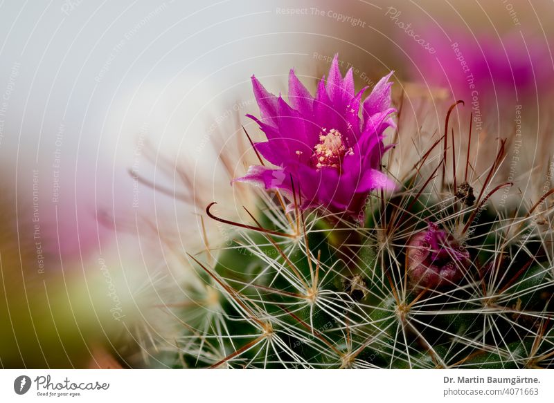 Mammillaria sp.  mit Blüten aus Mexiko Kaktus Cactaceae Zimmerpflanze blühend Sukkulente sukkulent Warzenkaktus