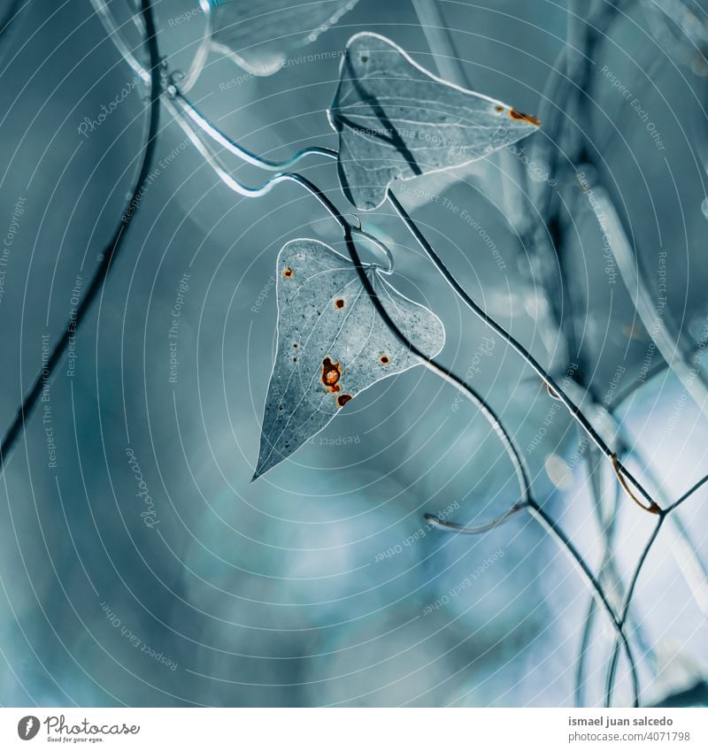 blaue Pflanze Blätter in der Natur im Frühling Blatt grün Garten geblümt natürlich Laubwerk Vegetation dekorativ Dekoration & Verzierung abstrakt texturiert