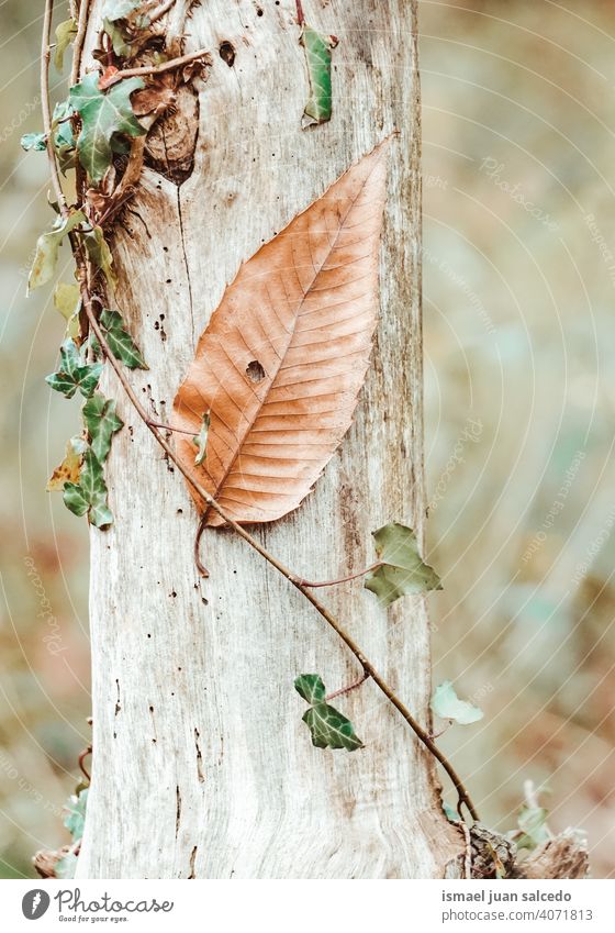 braunes Baumblatt im Herbst Blatt Blätter braune Blätter Baumblätter Natur natürlich Laubwerk Saison abstrakt texturiert im Freien Hintergrund Schönheit