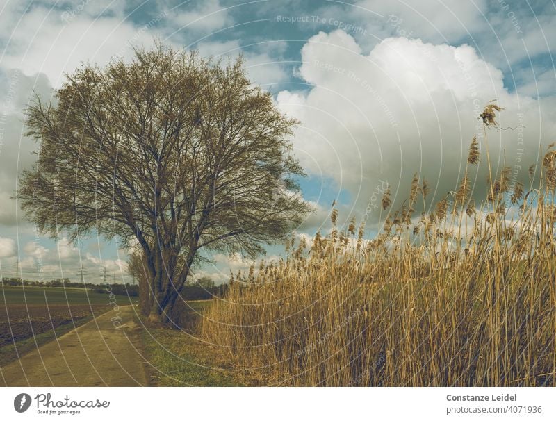 Baum und Schilf vor Wolkenhimmel Schilfrohr Schilfgras Himmel wolkenhimmel Wege & Pfade weiße Wolken blau sky Feld Natur aprilwetter Landschaft Blauer Himmel