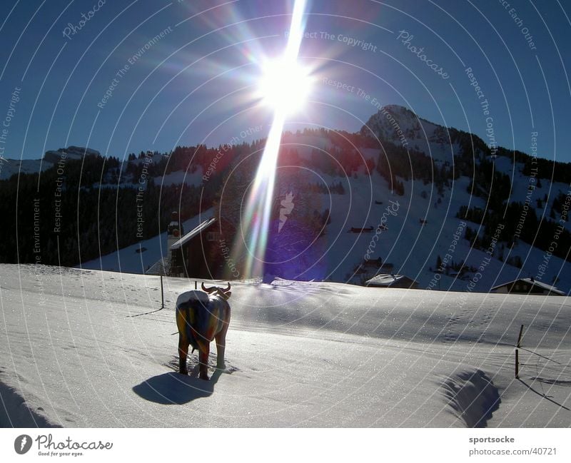 Kuh im Schnee Winter Berge u. Gebirge Beleuchtung Sonne