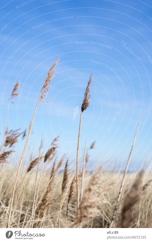 Düne mit Strandhafer Heimat Blauer Himmel Meer Dünengras Frühling Ostsee Küste Natur Außenaufnahme Farbfoto Menschenleer Tag Erholung Mecklenburg-Vorpommern