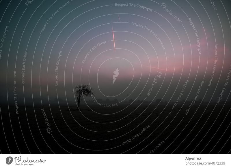 Illusion | eines neuen Tages Morgenrot Sonnenaufgang Himmel Morgendämmerung Farbfoto Außenaufnahme Sonnenuntergang Natur Menschenleer Landschaft Pflanze Baum
