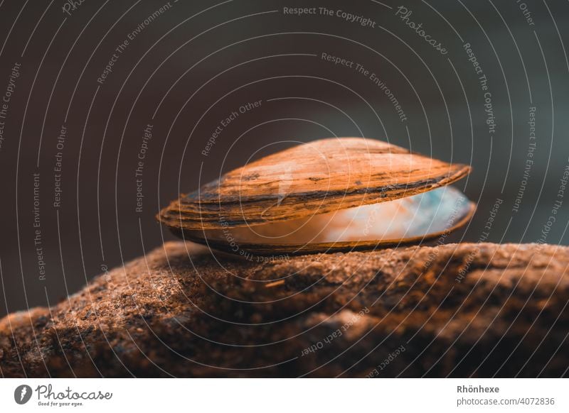 Miesmuschel in zarten Licht auf einem Stein Farbfoto Menschenleer Muschel Außenaufnahme Muschelschale Nahaufnahme Makroaufnahme Gedeckte Farben