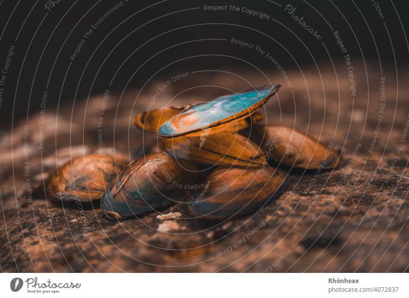 Leere Muschelschalen liegen auf einem Stein am Flußufer muscheln muscheln sammeln Muscheln Farbfoto Natur Menschenleer Außenaufnahme Nahaufnahme Panzer Perle