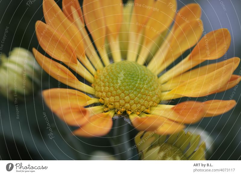 Blüte in voller Schönheit und ein kleiner Frühlingsgruß an alle blume blüte ausschnitt orange zart edel blatt blätter nahaufnahme frühling jahreszeit