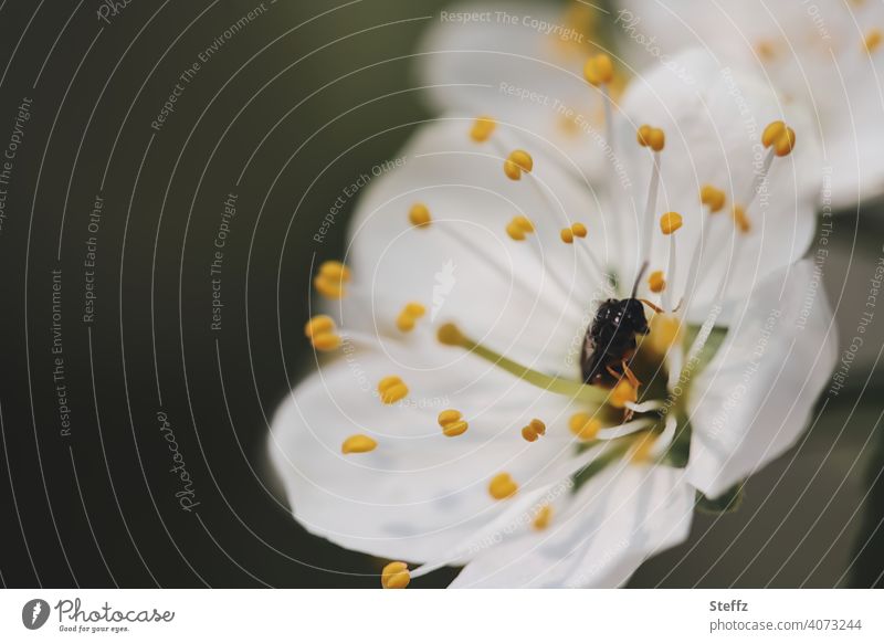 Apfelblüte mit einem Bestäuber Frühlingsblüte Blüte Obstbaumblüte Blütenkelch Frühlingszweig Ostern Pollen Bestäubung Frühlingsbote Frühlingserwachen April