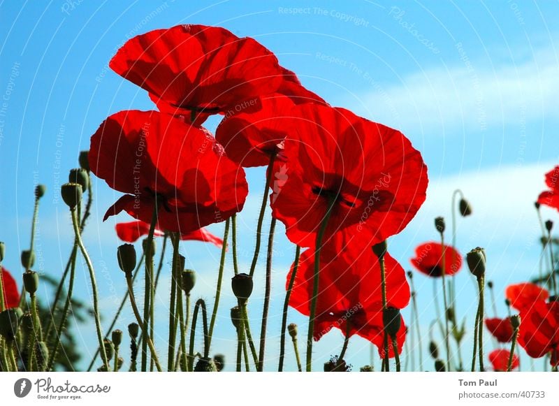 Mohnblumen rot Klatschmohn blau Makroaufnahme Detailaufnahme