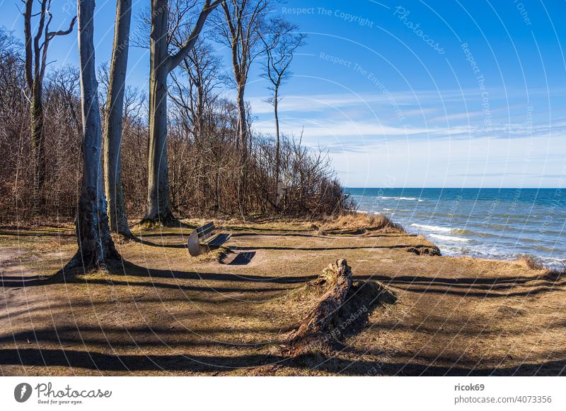 Gespensterwald an der Ostseeküste bei Nienhagen Küste Strand Wald Bäume Natur Landschaft Meer Wellen Urlaub Mecklenburg-Vorpommern Steilküste Bank Sitzbank