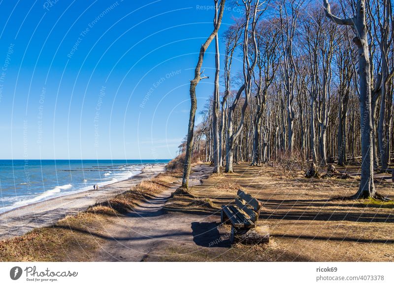 Gespensterwald an der Ostseeküste bei Nienhagen Küste Strand Wald Bäume Natur Landschaft Meer Wellen Urlaub Mecklenburg-Vorpommern Steilküste Bank Sitzbank