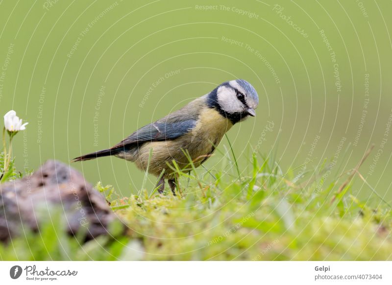 Hübsche Titte mit blauem Kopf nach oben schauend Vogel Tierwelt Natur gelb Winter Schnabel Singvogel Ast wild Feder weiß Blaumeise caeruleus Sitzgelegenheit