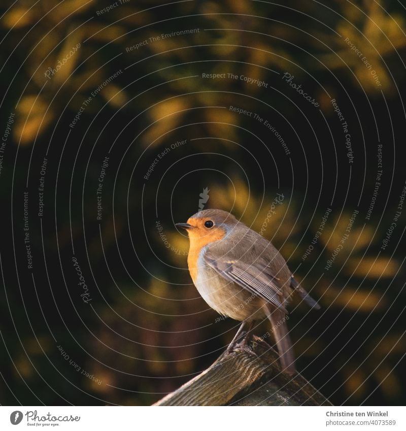 Vogel des Jahres 2021 ...  Rotkehlchen sitzt zufrieden und glücklich auf dem Dach eines Futterhäuschens Erithacus rubecula tierportrait Ganzkörperaufnahme