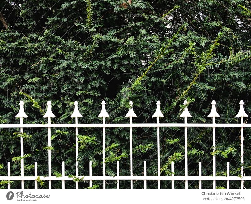 weiß lackierter schmiedeeiserner Zaun vor einer grünen Hecke Umzäunung eingezäunt Schmiedeeisen weißlackiert dekorativ schön Spitzen Zaunspitzen Gartenzaun