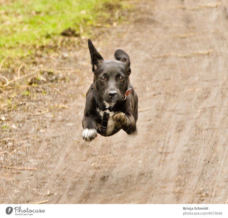 Ein niedlicher schwarzer Welpe rennt und springt frontal auf den Betrachter zu friendship adoption trained ball face beautiful grass childhood pretty running