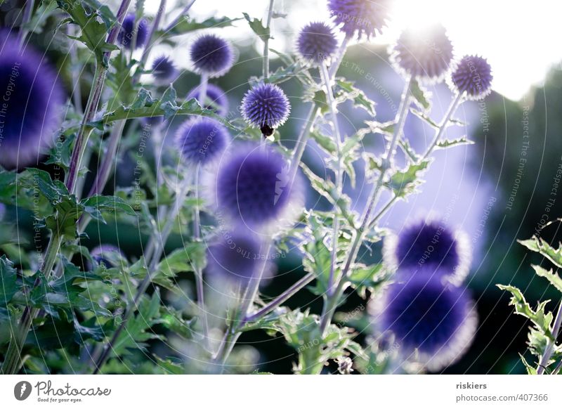 sommer!! Umwelt Natur Landschaft Pflanze Sonne Sonnenaufgang Sonnenuntergang Sonnenlicht Sommer Schönes Wetter Sträucher Garten Blühend leuchten blau grün