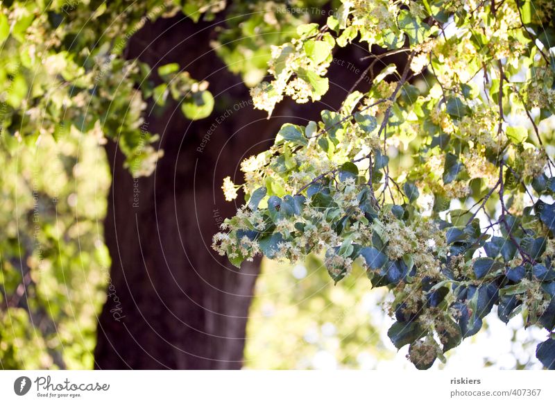 sommer! Umwelt Natur Pflanze Sonne Sonnenaufgang Sonnenuntergang Sonnenlicht Sommer Schönes Wetter Baum Linde Park Blühend leuchten Freundlichkeit Fröhlichkeit