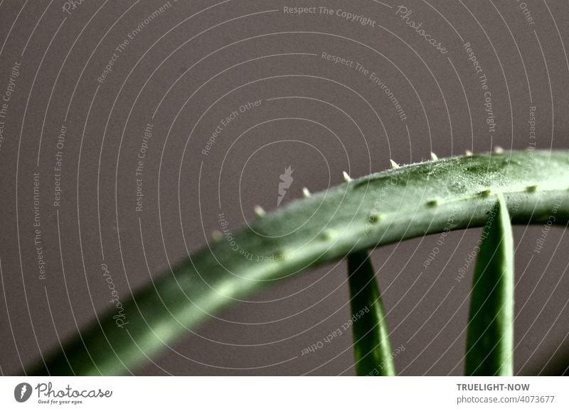 Blatt Detail einer gut 20 Jahre alten Aloe Vera Pflanze, das sich auf zwei junge, erst einige Wochen alte Triebe zu stützen scheint, während seitlich einfallendes Tageslicht die Konturen aufleuchten lässt