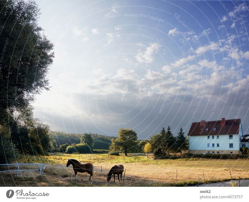 Futtersuche Pferd 2 Tier Fressen stehen Idylle eingezäunt Weide Wiese Haus Sträucher Gras Baum Schönes Wetter Herbst Horizont Wolken Himmel Landschaft Natur